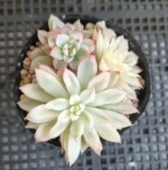 m_m(まとめ売り◎様 リクエスト 2点 まとめ商品