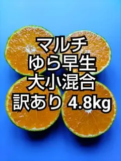 ⑬♧マルチゆら早生みかん訳あり4.8kg(箱込)2280円(値引価格)