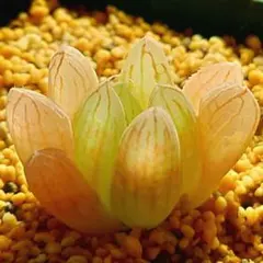 キ*ん様 多肉植物　ハオルチア オブツーサ錦黄色斑　T-11