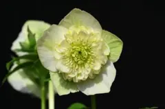 2026年最新】加藤農園モーリーの人気アイテム - メルカリ