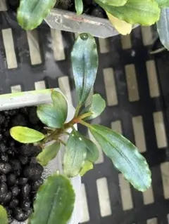 ブセファランドラ（斑入り株）Bucephalandra Pipto - メルカリ