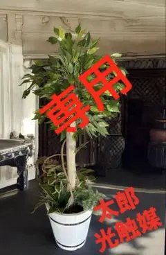 2025年最新】光触媒 観葉植物 ベンジャミンの人気アイテム