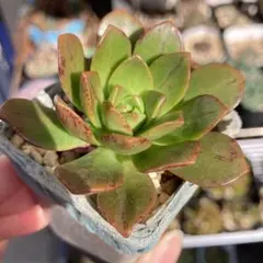 myumyuchan様 リクエスト 3点 まとめ商品