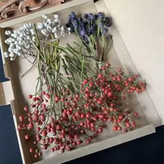 ナンキンハゼ　野いばらの実　シャリンバイ　野ばらの実　ノイバラの実　23