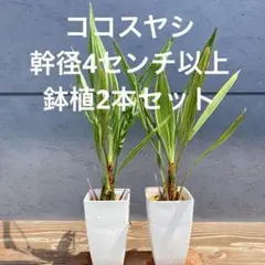 ココスヤシ 幹径4センチ以上2鉢セット ドライガーデン ナツメヤシ種子オマケ付きのサムネイル