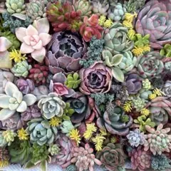 ②多肉植物カット苗詰め合わせ 寄せ植えセット