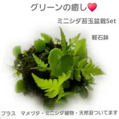 癒しのグリーン♥️ミニツワブキ・マメヅタ・ シダ植物天然苔付⭐ミニ苔玉盆栽セットのサムネイル