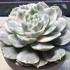 M*n様 No.s9新入荷　オンスロー錦　エケベリア　多肉植物　撮影12月26