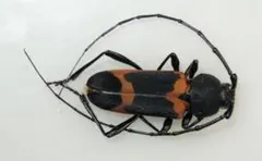 アチェ産 カミキリ 標本 Hystatus javanus? - メルカリ