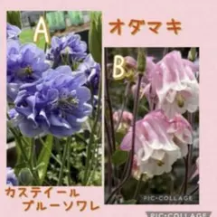 オダマキ　カスティールブルーソワレ　　ピンクの種②種セット A.15粒B.50粒のサムネイル