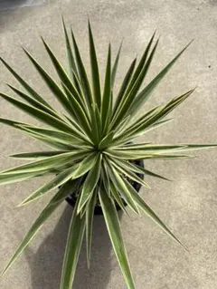 アロイフォリア斑入り　センジュラン　引き取り限定　アガベアメリカーナ子株おまけ付 アロイフォリア斑入り センジュラン 引き取り限定 アガベ