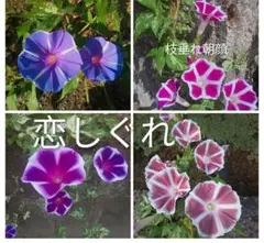 のの様 リクエスト 4点 まとめ商品