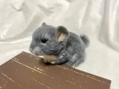 Item thumbnail for item 837fdca9-9770-4ff0-ae12-3c04064056c1