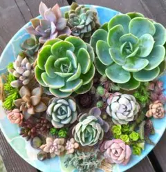 多肉植物カット苗☆可愛い♡寄せ植えセット♪ネコポスすぐ到着