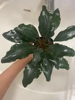 ブセファランドラsp.ダイヤモンドダスト【カミハタ】 ブセファランドラsp.ダイヤモンドダスト【カミハタ】 - メルカリ