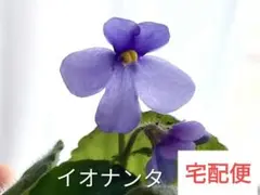 セントポーリア 小苗 イオナンタ　原種　宅配便のサムネイル