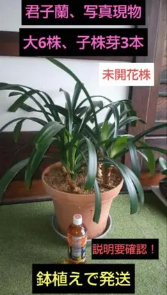 君子蘭斑入り大株 - メルカリ