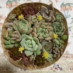 多肉植物カット苗いろいろ種類詰め合わせ 寄せ植えセット②