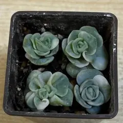 ❤️専用出品❤️ラブリーローズ錦　　　　　　　　　　❤️お値打ち品③❤️ 2025年最新】ラブリーローズ錦の人気アイテム - メルカリ