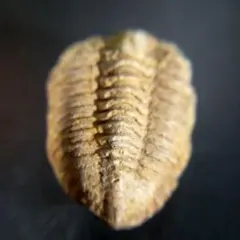 三葉虫　化石　fossil　海　ボリビア産　trilobite　海生動物種別⑧のサムネイル