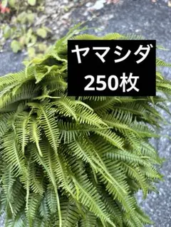 ヤマシダ エディブルフラワー 飾り葉 - メルカリ