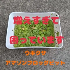 浮き草 アマゾンフロッグピット ウキクサ セット　めだかの飼育　産卵床のサムネイル