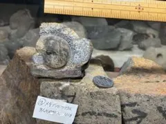 ネプチュナイト 海王石 母岩付き結晶 Gem Mine産 天然石 鉱物標本 ネプチュナイト 海王石 母岩付き結晶 Gem Mine産 天然石 鉱物標本