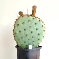 オプンチア　サンタリタ　5株セット 2025年最新】オプンチア サンタリタの人気アイテム - メルカリ