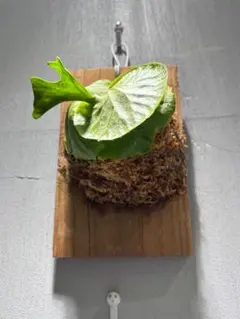 CO　ビカクシダ　２種セット K-0722 フェイズジャケット バイク用品のクシタニ｜KUSHITANI JAPAN