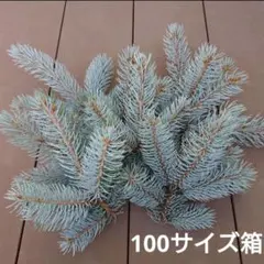 プンゲンストウヒ ホプシー 園芸ネット本店｜ピセアプンゲンス（プンゲンストウヒ）：ホプシー