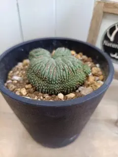 2025年最新】オベサ 綴化の人気アイテム - メルカリ