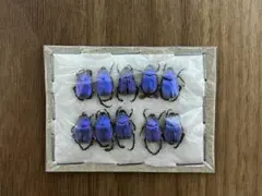 2026年最新】コガネムシ標本の人気アイテム - メルカリ