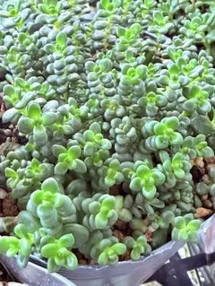 セダムミックス抜き苗 6センチ鉢全て 多肉植物 - メルカリ