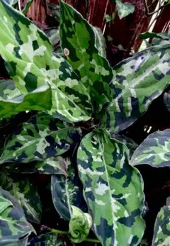 2026年最新】アグラオネマ ピクタム 種の人気アイテム - メルカリ