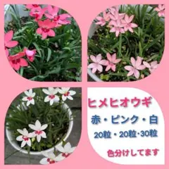 ヒメヒオウギ⑤ 宿根草 秋蒔き 球根