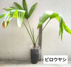 庭のヤシの木　数年苗　熱帯風　ハワイ/風　メルカリ便　6／16まで限定価額 庭のヤシの木 数年苗 熱帯風 ハワイ/風 6／16まで限定価額 - メルカリ