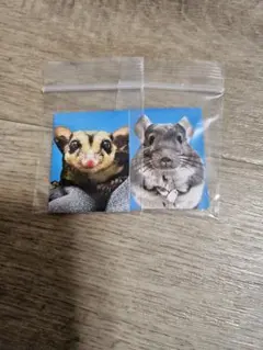 작은 동물 증명사진