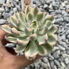 エケベリア パープルバタフライ錦 斑入り多肉植物 抜き苗発送 - メルカリ
