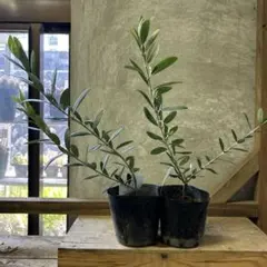 オリーブの木　オリーブ　2種おまかせsetのサムネイル