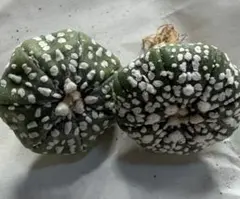 2026年最新】スーパー兜の人気アイテム - メルカリ