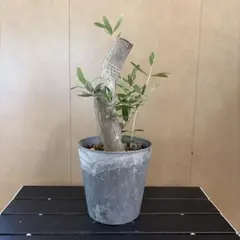 大型 フィカス ベンガレンシス 螺旋仕立て 10号 陶器鉢 植え込み発送