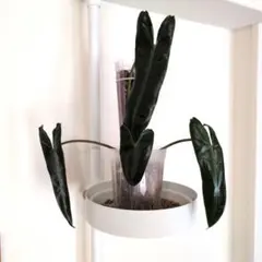 断・捨離雄様 リクエスト 2点 まとめ商品