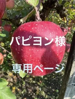 パピヨン様専用ページ　山形県朝日町和合平　サンふじ