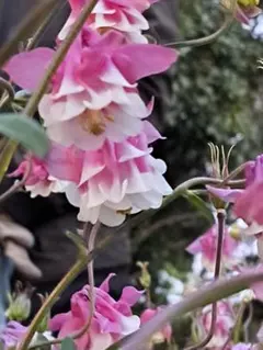 chocotan ☘ 発送 26,28様 リクエスト 4点 まとめ商品