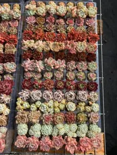 マ*ん様 A98 土付き 15種類 105苗 詰め合わせ 多肉植物 エケベリア