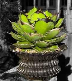 アガベ シャークソード　大株美形　黒鉢 82d7017f7a8655ecd0a4715b95f948