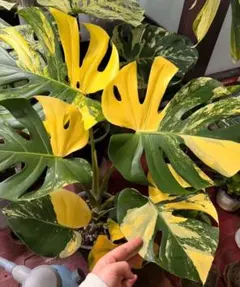 M184Monstera Lemon Lime モンステラ レモンライム TC株 - メルカリ
