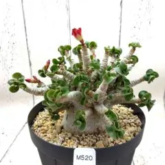 o89 アデニウム ドーセットホーン 獅子葉 塊根植物 コーデックス
