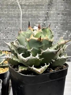 2025年最新】アガベ 棚の人気アイテム - メルカリ