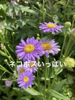 ボルドー菊　チョウセンシオン　抜き苗　画像の苗全部　そら様専用です